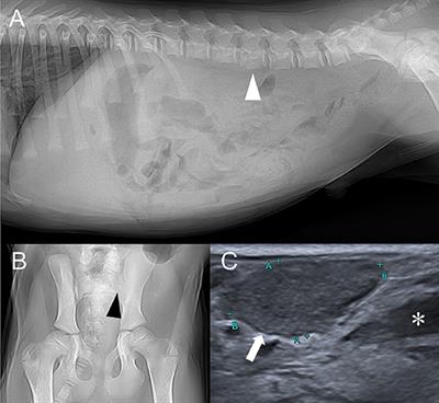 Case Report: Multimodality Imaging of Infectious Sacroiliitis and Retroperitoneal Abscess Causing Hindlimb Ataxia in a Young Dog